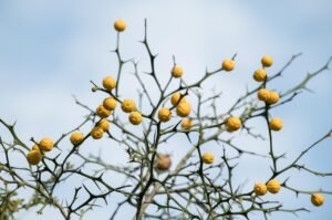 デコルテの乾燥の原因と対策は何ですか？