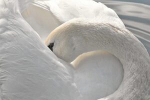 首 デコルテ 手の甲 美容液 おすすめはどれが効果的？