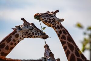 首 デコルテ 手の甲 老け見えの即効対策はこれで決まり？