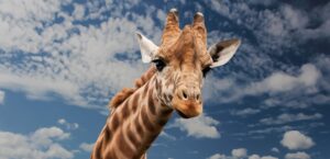 首のシワに効果的な美容液はどれがおすすめ？
